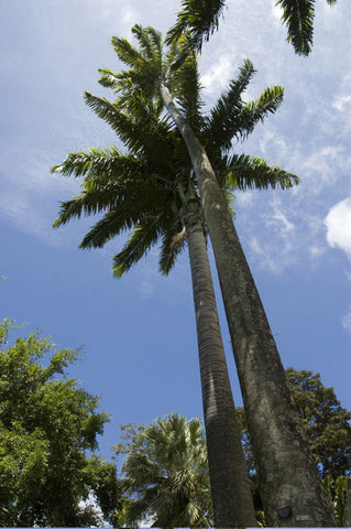 Palm Trees - St Vincents