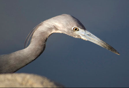 Grey Heron - St Vincents, Caribbean